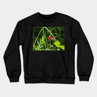 Red Berry In Field Crewneck Sweatshirt